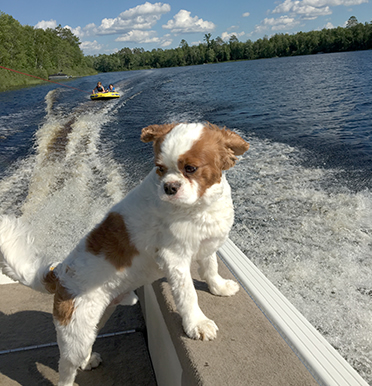 Sammy in a speeding boat