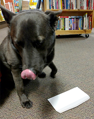 Dog having just licked an envelope