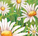 Daisies from Margaret Wise Brown book cover