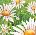 Daisies from Margaret Wise Brown book cover